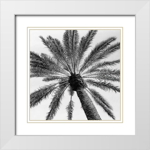 Skyward Palm White Modern Wood Framed Art Print with Double Matting by Pease, Susan