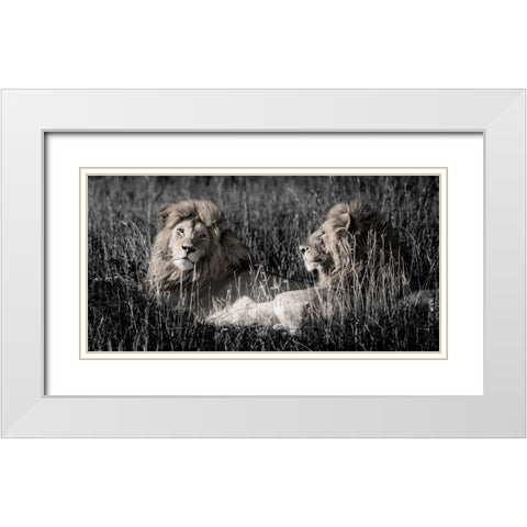 Mara Lions White Modern Wood Framed Art Print with Double Matting by Jones, Alison