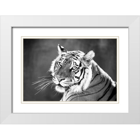 Jungle Cat White Modern Wood Framed Art Print with Double Matting by Jaynes, William D.