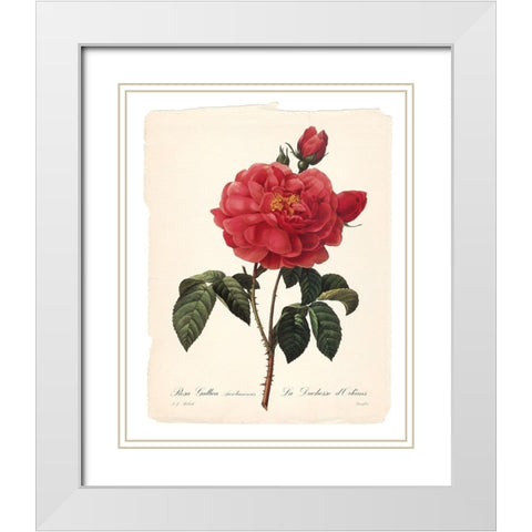 Red Botanical III White Modern Wood Framed Art Print with Double Matting by Robinson, Carol