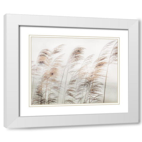 Delicate Pampas White Modern Wood Framed Art Print with Double Matting by Weisz, Irene