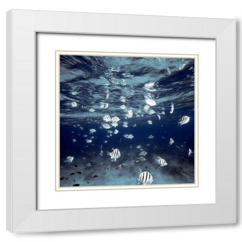 Indigo School White Modern Wood Framed Art Print with Double Matting by White, James