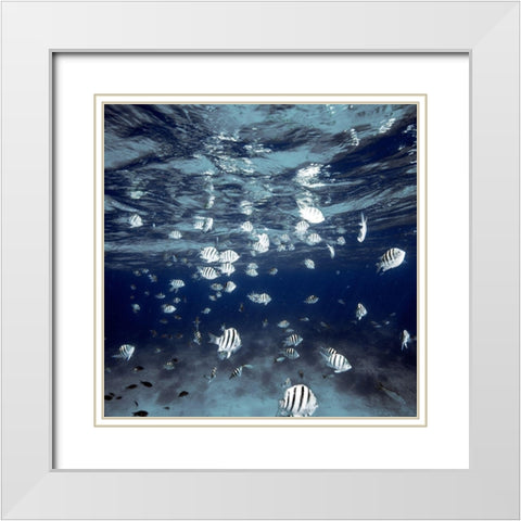Indigo School White Modern Wood Framed Art Print with Double Matting by White, James
