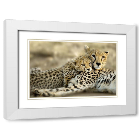 Kenya Cub White Modern Wood Framed Art Print with Double Matting by Delimont, Danita