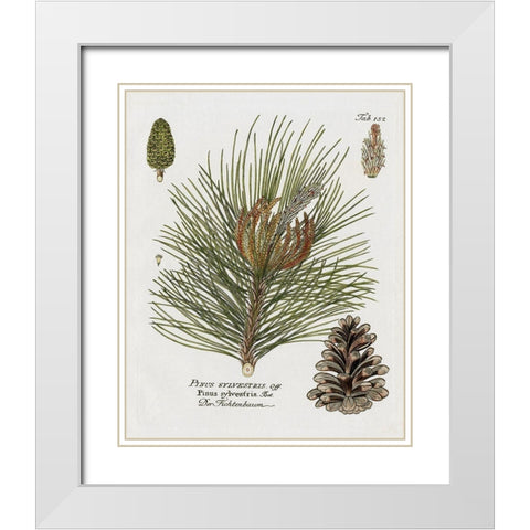 Botanical Spruce White Modern Wood Framed Art Print with Double Matting by Donovan, Kelly