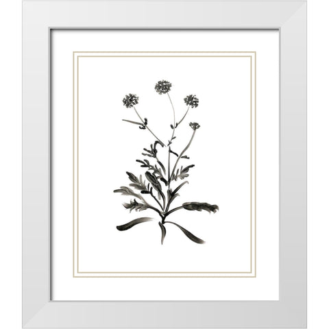 Inky Botanical I White Modern Wood Framed Art Print with Double Matting by Donovan, Kelly