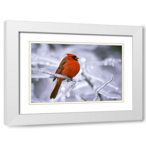 Winter Cardinal White Modern Wood Framed Art Print with Double Matting by Delimont, Danita
