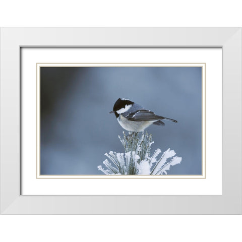 Snowy Pine White Modern Wood Framed Art Print with Double Matting by Delimont, Danita