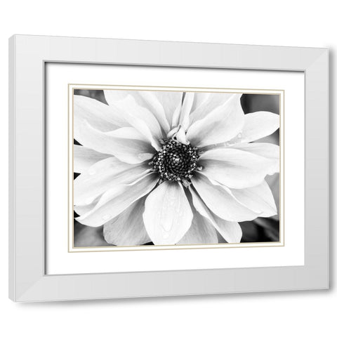 Hello Daisy White Modern Wood Framed Art Print with Double Matting by Delimont, Danita