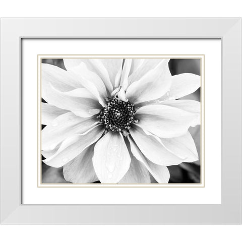 Hello Daisy White Modern Wood Framed Art Print with Double Matting by Delimont, Danita