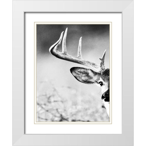 White Tailed Antlers White Modern Wood Framed Art Print with Double Matting by Delimont, Danita