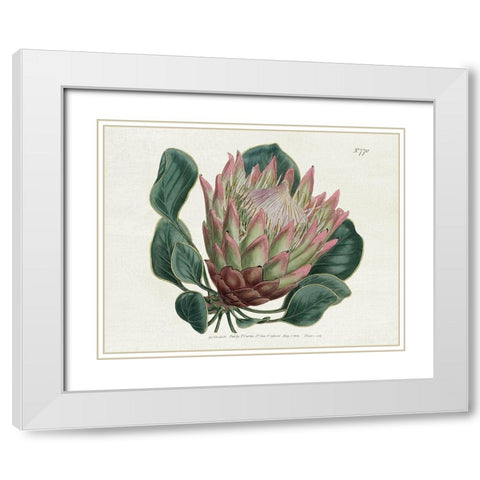Protea N70 White Modern Wood Framed Art Print with Double Matting by Donovan, Kelly