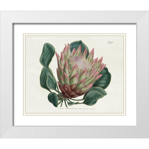 Protea N70 White Modern Wood Framed Art Print with Double Matting by Donovan, Kelly