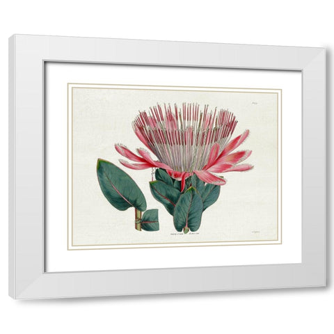 Protea N17 White Modern Wood Framed Art Print with Double Matting by Donovan, Kelly