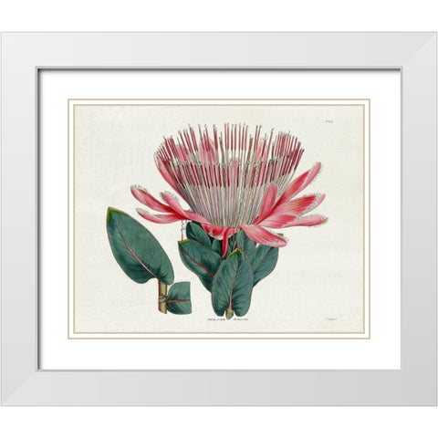 Protea N17 White Modern Wood Framed Art Print with Double Matting by Donovan, Kelly