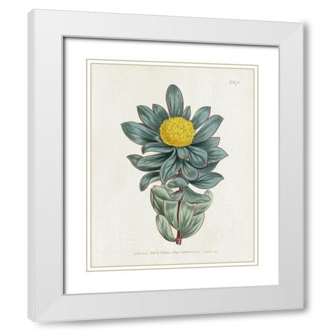 Protea N78 White Modern Wood Framed Art Print with Double Matting by Donovan, Kelly