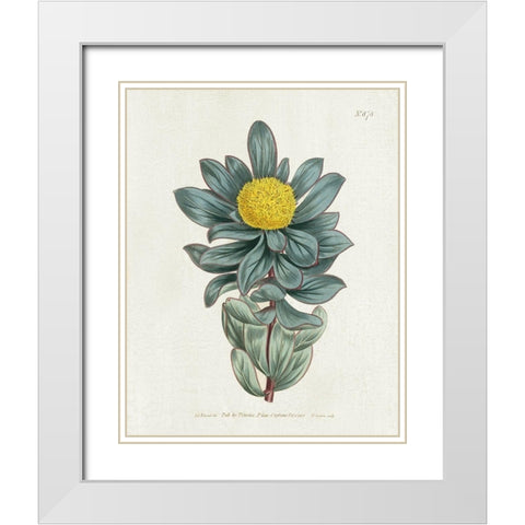Protea N78 White Modern Wood Framed Art Print with Double Matting by Donovan, Kelly