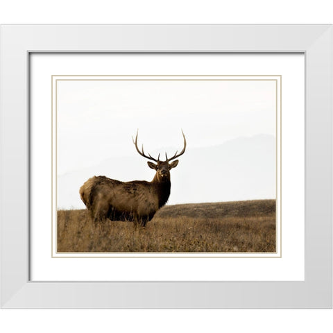 National Bison Range White Modern Wood Framed Art Print with Double Matting by Delimont, Danita