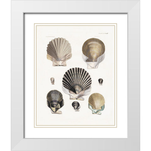 Vintage Shell I White Modern Wood Framed Art Print with Double Matting by Donovan, Kelly