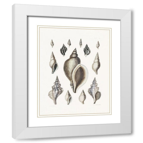 Vintage Shell II White Modern Wood Framed Art Print with Double Matting by Donovan, Kelly