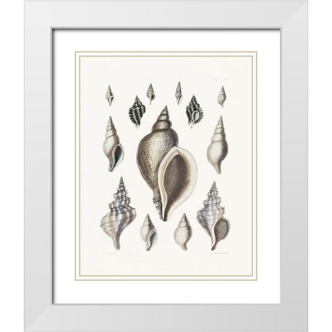 Vintage Shell II White Modern Wood Framed Art Print with Double Matting by Donovan, Kelly
