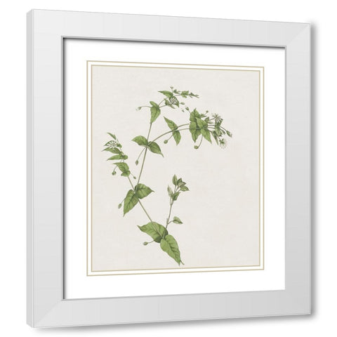 Wispy Botanical I White Modern Wood Framed Art Print with Double Matting by Donovan, Kelly