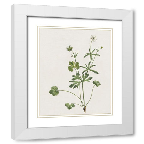 Wispy Botanical II White Modern Wood Framed Art Print with Double Matting by Donovan, Kelly