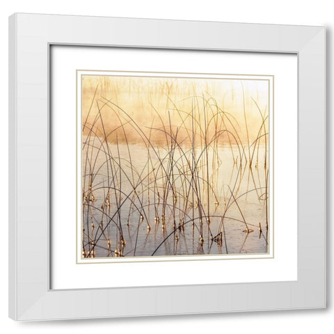 Misty Reeds White Modern Wood Framed Art Print with Double Matting by Delimont, Danita