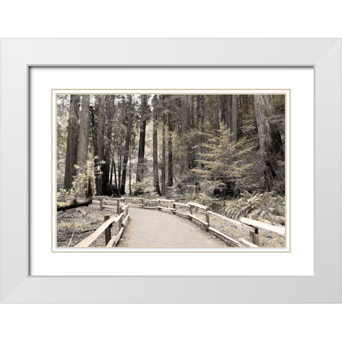 Solitude Path White Modern Wood Framed Art Print with Double Matting by Delimont, Danita
