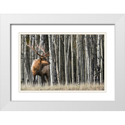 Rocky Mountain Moment White Modern Wood Framed Art Print with Double Matting by Delimont, Danita