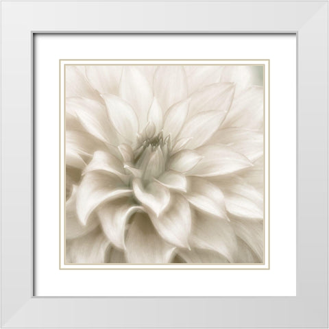 Soft Dahlia White Modern Wood Framed Art Print with Double Matting by Delimont, Danita