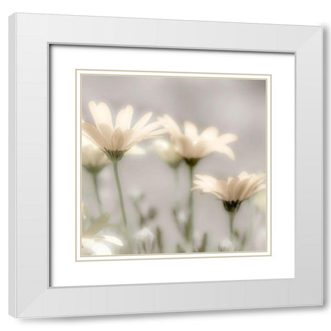 Soft Desert Daisies White Modern Wood Framed Art Print with Double Matting by Delimont, Danita