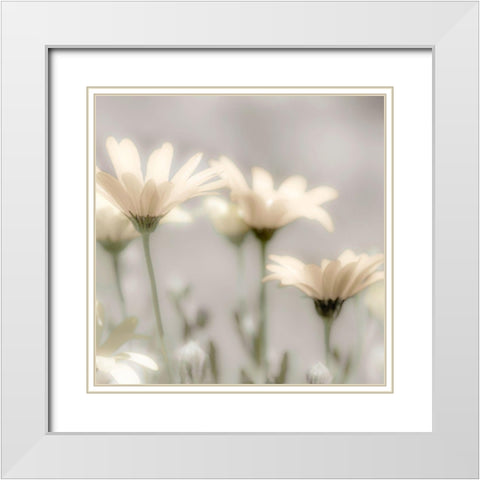 Soft Desert Daisies White Modern Wood Framed Art Print with Double Matting by Delimont, Danita
