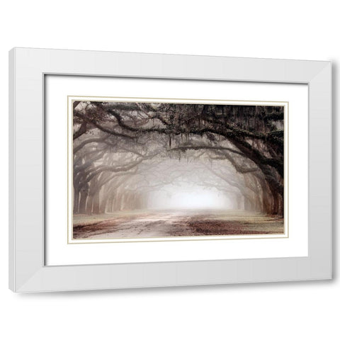 Timeless Plantation Drive White Modern Wood Framed Art Print with Double Matting by Delimont, Danita