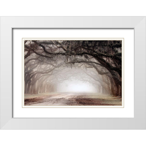 Timeless Plantation Drive White Modern Wood Framed Art Print with Double Matting by Delimont, Danita