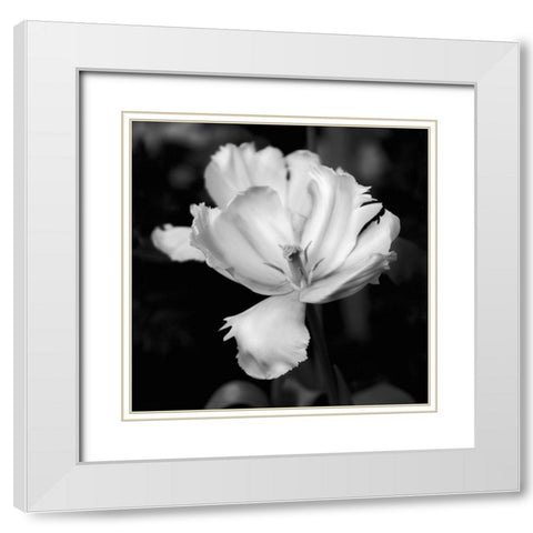 Dramatic Tulip White Modern Wood Framed Art Print with Double Matting by Donovan, Kelly