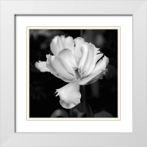 Dramatic Tulip White Modern Wood Framed Art Print with Double Matting by Donovan, Kelly