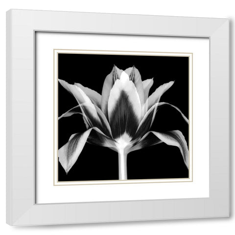 Elegant Tulip White Modern Wood Framed Art Print with Double Matting by Delimont, Danita