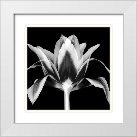 Elegant Tulip White Modern Wood Framed Art Print with Double Matting by Delimont, Danita