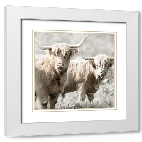 Hairy Highland Bulls White Modern Wood Framed Art Print with Double Matting by Delimont, Danita