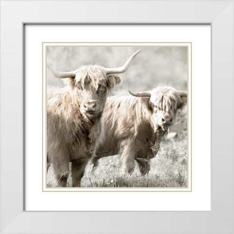 Hairy Highland Bulls White Modern Wood Framed Art Print with Double Matting by Delimont, Danita