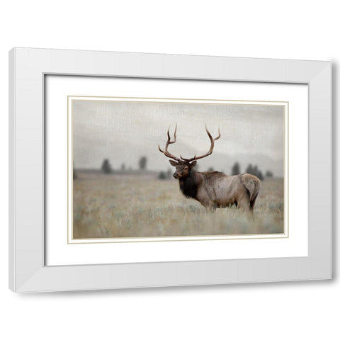 Grand Elk White Modern Wood Framed Art Print with Double Matting by Delimont, Danita