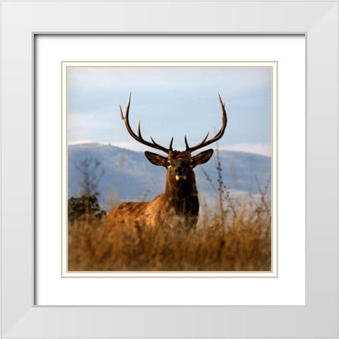 Big Elk Charlo White Modern Wood Framed Art Print with Double Matting by Delimont, Danita