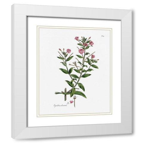 Rose Botanical III White Modern Wood Framed Art Print with Double Matting by CAD Designs