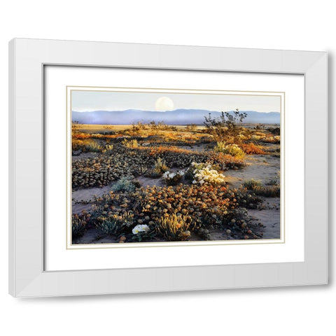 Anza Borrego Desert White Modern Wood Framed Art Print with Double Matting by Delimont, Danita