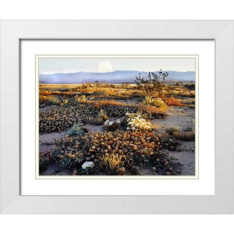 Anza Borrego Desert White Modern Wood Framed Art Print with Double Matting by Delimont, Danita