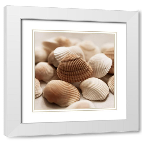 Beach Treasures II White Modern Wood Framed Art Print with Double Matting by Carpentieri, Natalie