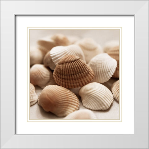 Beach Treasures II White Modern Wood Framed Art Print with Double Matting by Carpentieri, Natalie