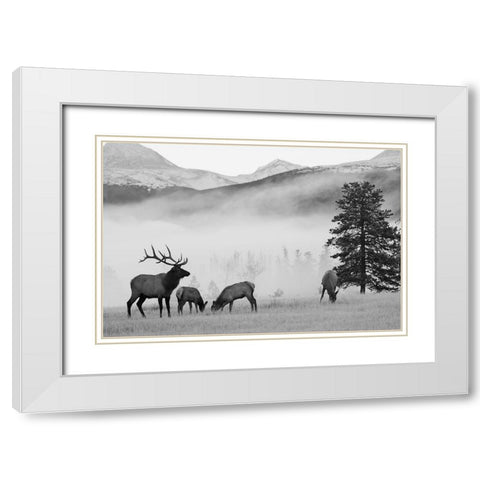 Mountain Elk White Modern Wood Framed Art Print with Double Matting by Delimont, Danita