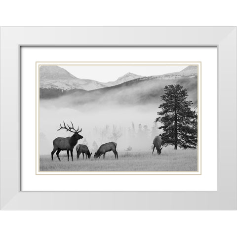 Mountain Elk White Modern Wood Framed Art Print with Double Matting by Delimont, Danita
